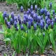 pachet bulbi muscari latifolium tulip shop