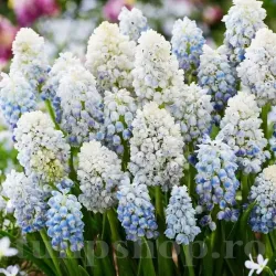 Bulbi Muscari Nature's Beauty Bulbi Muscari Nature's Beauty