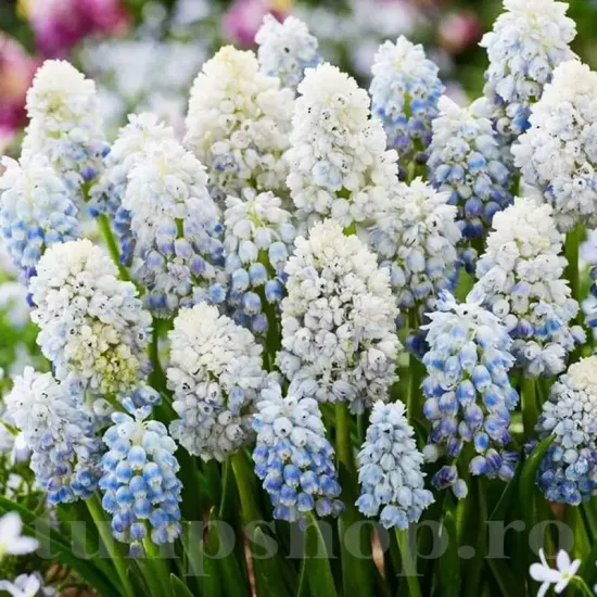 pachet bulbi muscari natures beauty tulip shop