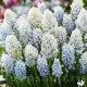 pachet bulbi muscari natures beauty tulip shop