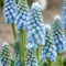 Bulbi Muscari Peppermint