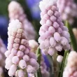 pachet bulbi muscari pink sunrise tulip shop 110x110