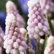 Bulbi Muscari Pink Sunrise pachet bulbi muscari pink sunrise tulip shop
