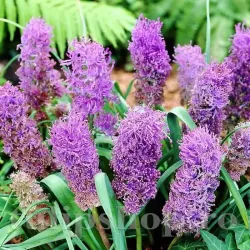 Bulbi Muscari Plumosum Bulbi Muscari Plumosum
