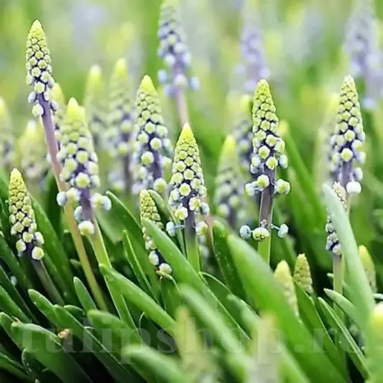 pachet bulbi muscari saffier tulip shop