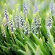 pachet bulbi muscari saffier tulip shop