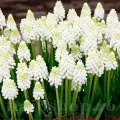 Bulbi Muscari White Magic