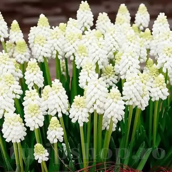 Bulbi Muscari White Magic pachet bulbi muscari white magic tulip shop