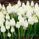 Bulbi Muscari White Magic pachet bulbi muscari white magic tulip shop