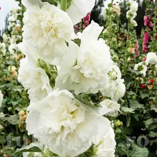 bulbi nalba alba batuta chaters white gradina