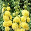 bulbi nalba galbena batuta chaters yellow 110x110