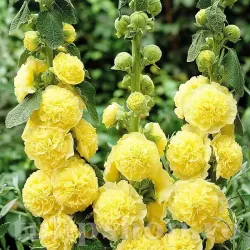 Bulbi Nalba Chater's Yellow (Alcea)