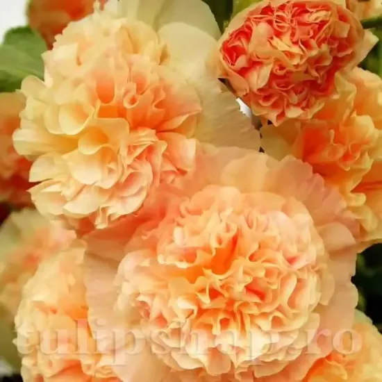 bulbi nalba portocalie batuta orange shade