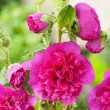 nalba gradina chaters pink floare roz dubla 110x110