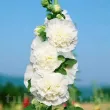 nalba gradina chaters white floare alba dubla 110x110