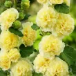 nalba gradina chaters yellow floare galben crem 110x110