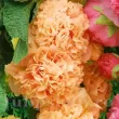 Bulbi Nalba Orange Shade (Alcea) nalba gradina orange shade floare portocaliu caisa 110x110