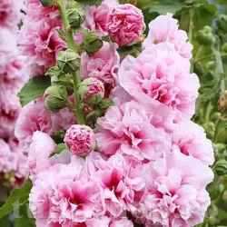 Bulbi Nalba Chater's Pink (Alcea)