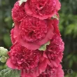 radacini nalba dubla chaters scarlet alcea rosea 110x110