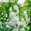 radacini nalba dubla chaters white alcea rosea 110x110