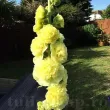 radacini nalba dubla chaters yellow alcea rosea 110x110