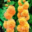 Bulbi Nalba Orange Shade (Alcea) radacini nalba dubla orange shade alcea rosea 110x110