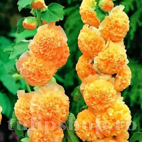radacini nalba dubla orange shade alcea rosea