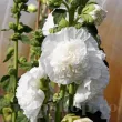 rizomi nalba dubla alba plantare primavara 110x110