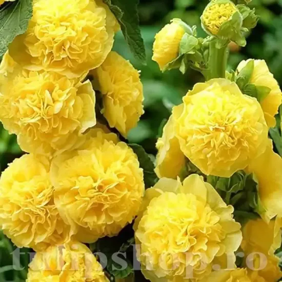 rizomi nalba dubla galbena plantare soare