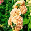 Bulbi Nalba Orange Shade (Alcea) rizomi nalba dubla portocalie decor gradina rustica 110x110