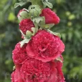 Bulbi Nalba Chater's Scarlet (Alcea)