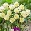Bulbi Narcise Arctic Bells bulbi de toamna narcise arctic bells tip cornucopia 110x110