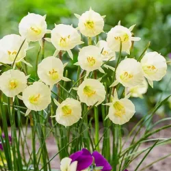 Bulbi Narcise Arctic Bells Bulbi Narcise Arctic Bells