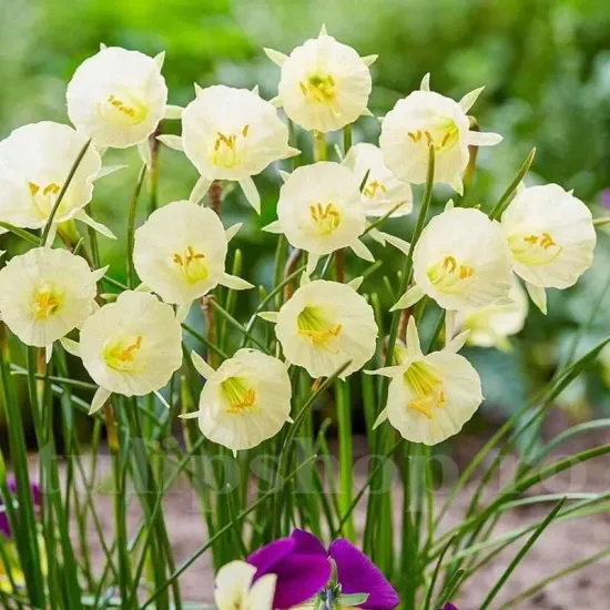 Bulbi Narcise Arctic Bells bulbi de toamna narcise arctic bells tip cornucopia