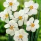 Bulbi Narcise Actaea