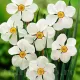bulbi narcise actaea albe parfumate