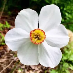 Bulbi Narcise Actaea