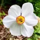 bulbi narcise actaea plantare gradina