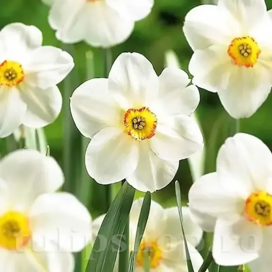 bulbi narcise actaea3