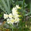 Bulbi Narcise Arctic Bells bulbi narcise arctic bells narcisa bulbocodium tulipshop 110x110