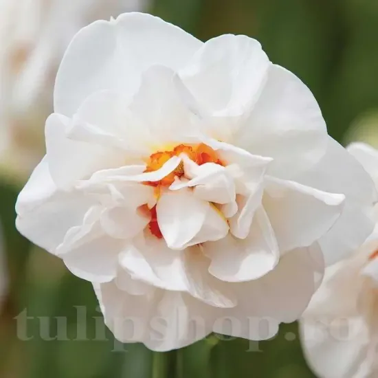 bulbi narcise bridal crown1