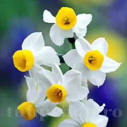Bulbi Narcise Canaliculatus Bulbi Narcise Canaliculatus