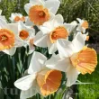 Bulbi Narcise Chromacolor bulbi narcise chromacolor spectaculoase plantare toamna 110x110
