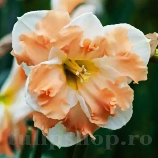 bulbi narcise cum laude1