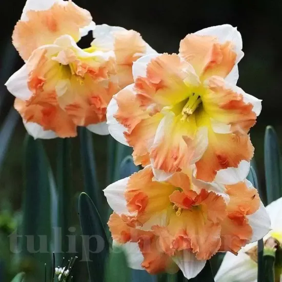 bulbi narcise cum laude2