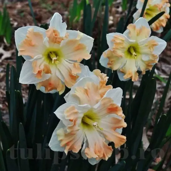 bulbi narcise cum laude3