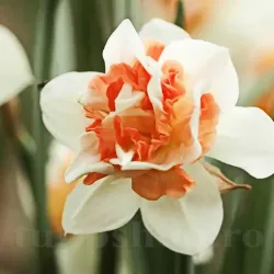 Bulbi Narcise Delnashaugh