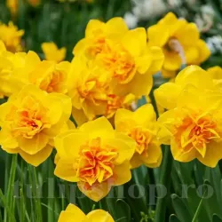 Bulbi Narcise Double Sunrise