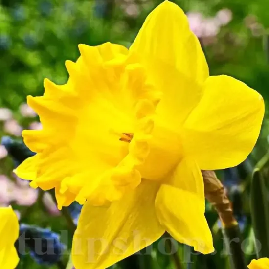 bulbi narcise dutch master