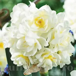 Bulbi Narcise Erlicheer